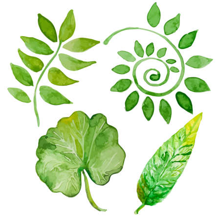 Set of vector four watercolor leaves on white background. Perfect for greetings, invitations, manufacture wrapping paper, web design.のイラスト素材