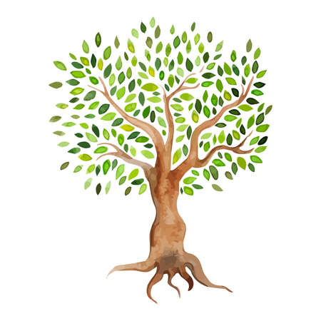 Vector watercolor tree isolated on white background. Watercolor painting of stylized summer tree. Eco design.のイラスト素材
