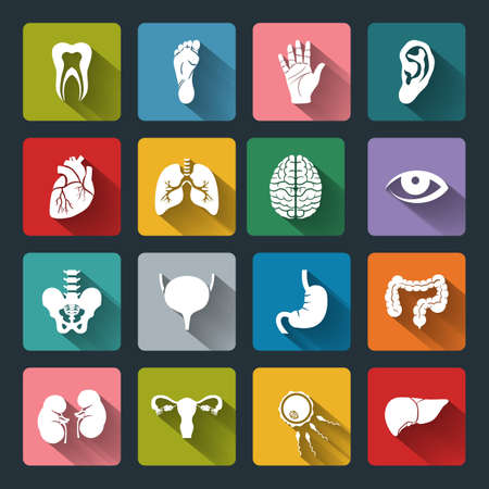 Set of vector Medical Icons with human organs in flat style with long shadows. Medical white icons on colored basis. Human anatomy flat icons for web and mobile applications.のイラスト素材