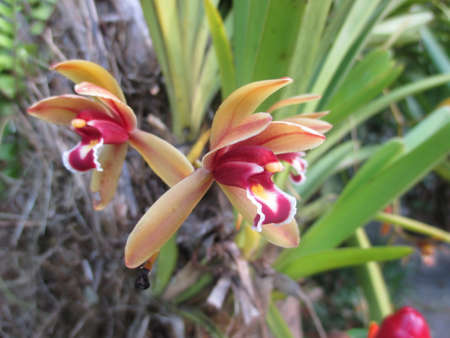 orchid loveの写真素材