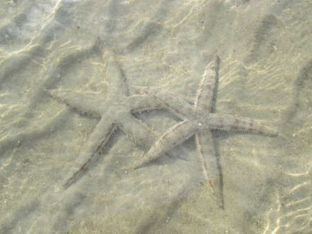 star fishの写真素材