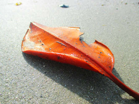 leaf sandの写真素材