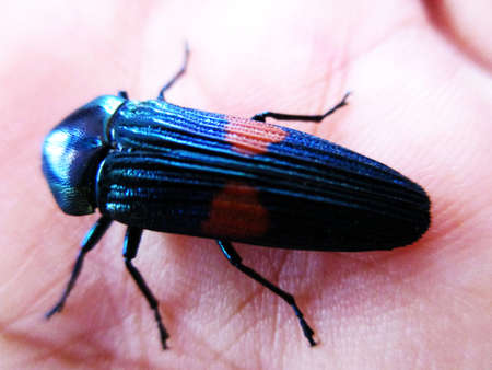 bugの写真素材