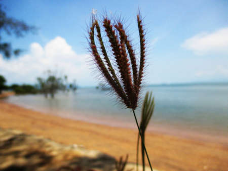 leafの写真素材