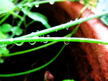 dropsの写真素材