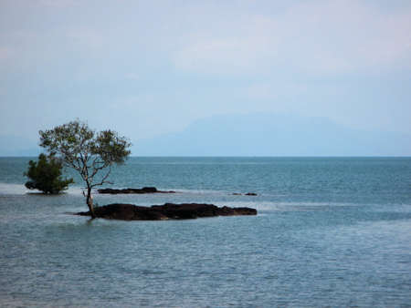 alone treeの写真素材