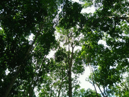 In the green skyの素材