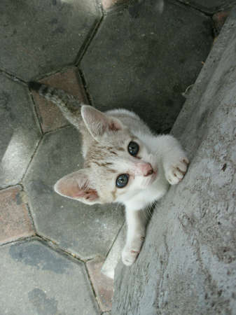 A little catの素材