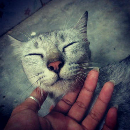 When a cat smileの素材