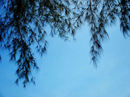 leaves with the blue skyの素材