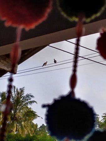 Bird coupleの写真素材
