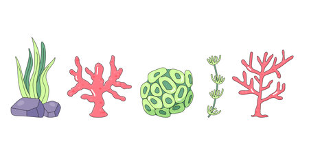 cute seaweed, coral, set on white background. Underwater world. vectorのイラスト素材