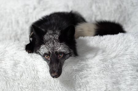 on a white plaid lies a black silver domestic foxの写真素材