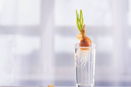 green onions on a light window backgroundの写真素材