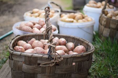 in the old birch baskets lies the potatoes harvested during the harvestの写真素材