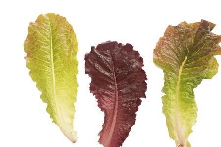 green and red lettuce isolated on a white background.の写真素材