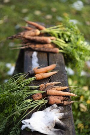 Carrots lie on a bench after harvest.の写真素材