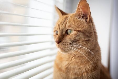 red cat sits on a windowsill and looks through the blindsの写真素材