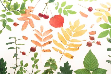 on a white background autumn leaves of mountain ash, blueberries, birch, raspberries and berries of...