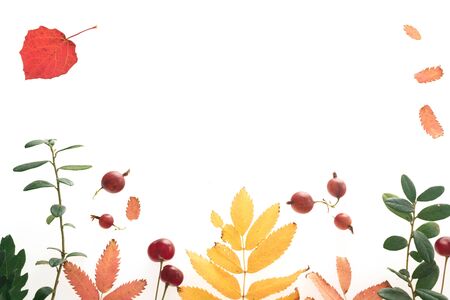 Leaves of mountain ash, blueberries, birch. Blackcurrant berries on a white background. Autumn leaf fall on a white background with place for text.の写真素材