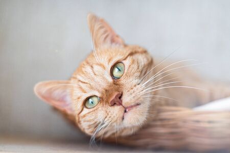 Muzzle of surprised cats close-up on a gray backgroundの写真素材