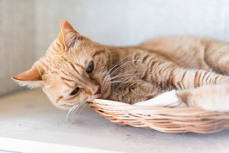 red cat with a sad look lies in a basket on a gray backgroundの写真素材