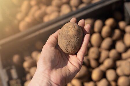 preparing potatoes for planting. Potato in hand on the background of potatoesの写真素材