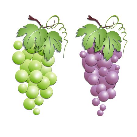 3d vector illustration of grapes. Origami paper designのイラスト素材
