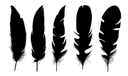 Silhouette of feathersのイラスト素材