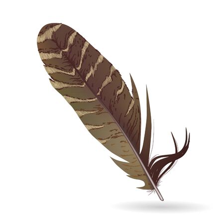 Realistic featherのイラスト素材
