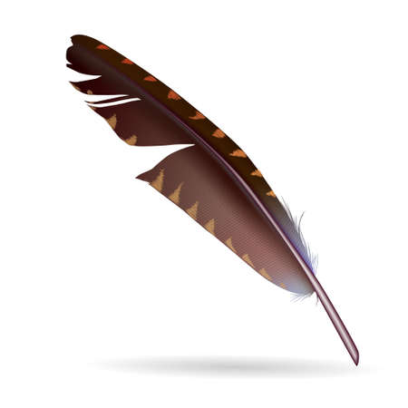 Realistic featherのイラスト素材