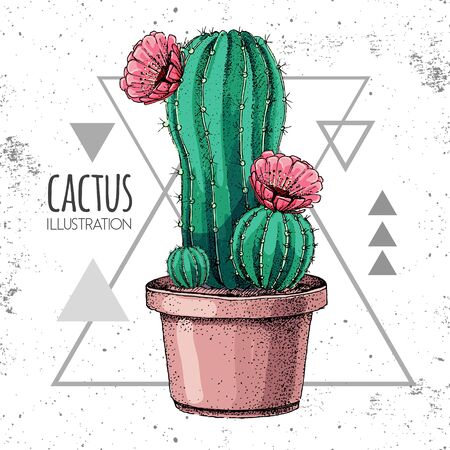 Hand drawing cactus vector illustration on grunge triangle backgroundのイラスト素材
