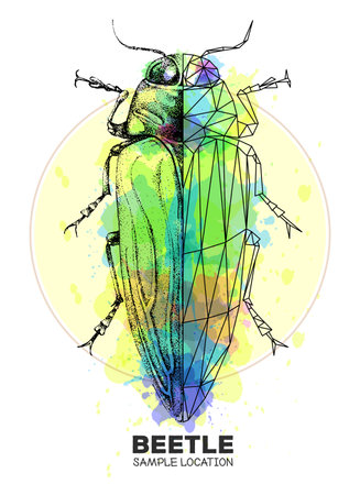 Realistic hand drawing and polygonal Belionota tricolor beetle on watercolor background. Artistic Bug. Entomological vector illustrationのイラスト素材