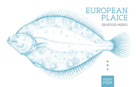 Realistic european plaice fish vector illustration. Seafood menu designのイラスト素材