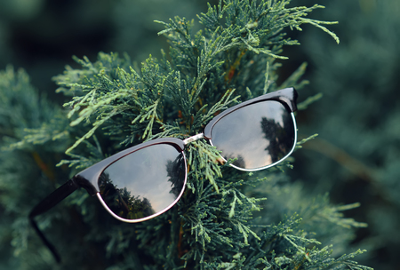 Reflecting retro sunglasses on green fur-tree.の写真素材