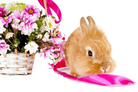 Pet brown rabbit near the basket with spring flowers, isolated on white background/Postcard .の写真素材