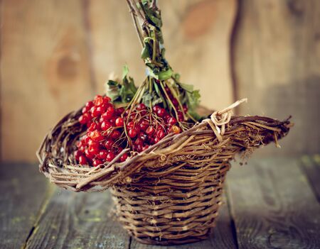 viburnum in the basketの写真素材