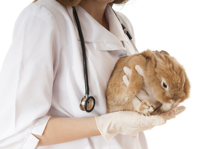 Veterinarian doctor with pet brown rabbit isolated on white background.の写真素材