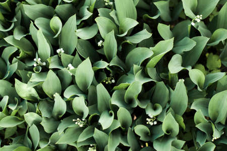 background of lilies of the valleyの写真素材