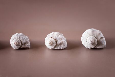 three seashells in a row.の写真素材