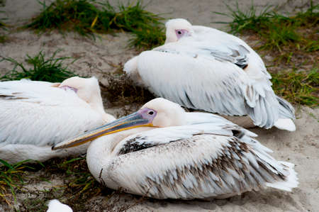 pelican resting in the zooの写真素材