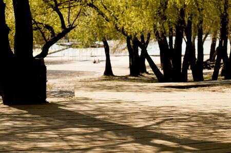 Wooden pier with shadows from treesの写真素材
