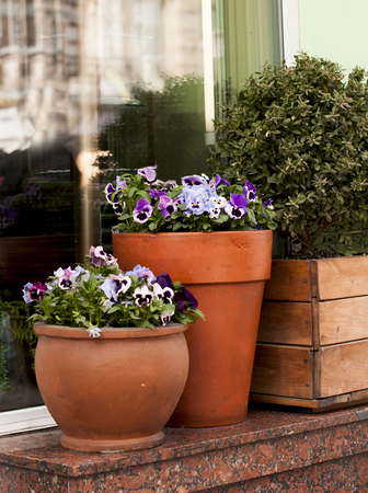 Pansies in clay pots outdoor.の写真素材