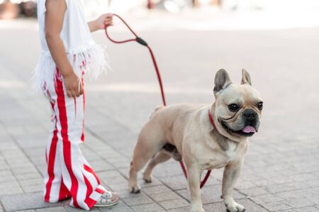 French bulldog on a walk in the city with a little mistressの写真素材