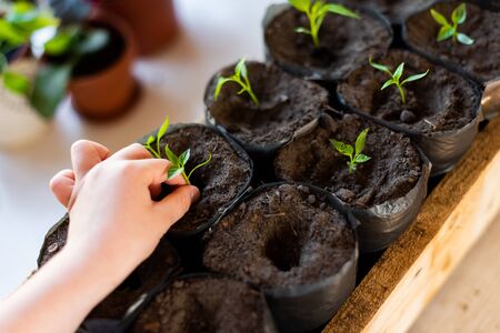 Small pens transplant a young sprout of pepper for independent growthの写真素材