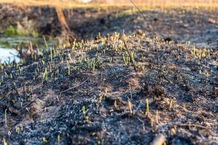 burnt grass in the fieldの写真素材