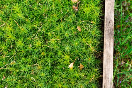 background of seedlings of small pine treesの写真素材