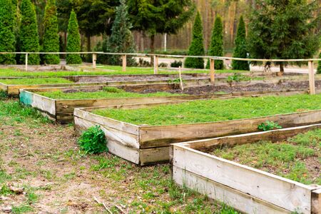 wooden beds with seedlings of small pine treesの写真素材