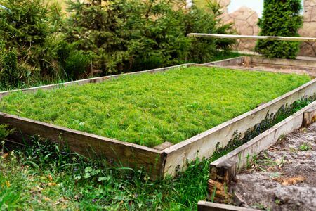 wooden beds with seedlings of small pine treesの写真素材