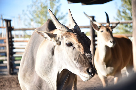 Antelope bull in the parkの写真素材